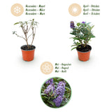 Green boutiQ - Planta de Jardim - Buddleja davidii Butterfly Candy Little Lila - Arbusto das Borboletas - Compacto - Lilás - 1 Planta - Vaso 12cm - Altura 20-25cm
