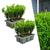 Buis NewGen Freedom en godet - 12 plants - H 15 cm, pot Ø7 cm