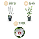 Green boutiQ - Planta de Jardim - Hibisco Sírio Red Heart - Hibisco de Jardim - Resistente ao Inverno - Branco - Vermelho - 3 Plantas - Vaso 17cm - Altura 45cm