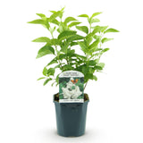Green boutiQ - Planta de Jardim - Syringa vulgaris Mme Lemoine - Lilás Comum - Resistente ao Inverno - Branco - 1 Planta - Vaso 17cm - Altura 45cm