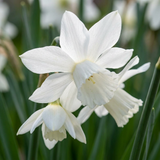 Narcisse botanique blanc en mélange - 120 bulbes