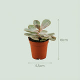 Mix succulentes x3