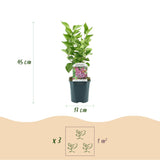 La Green Touch - Planta de Jardim - Syringa vulgaris Michel Buchner - Lilás Comum - Resistente ao Inverno - Rosa - 1 Planta - Vaso 17cm - Altura 45cm