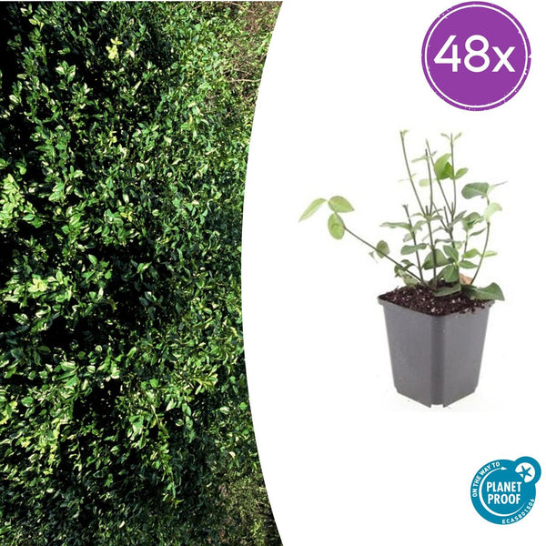 Fusain rampant Coloratus en godet - Euonymus fortunei - H 10-25 cm, pot Ø9 cm