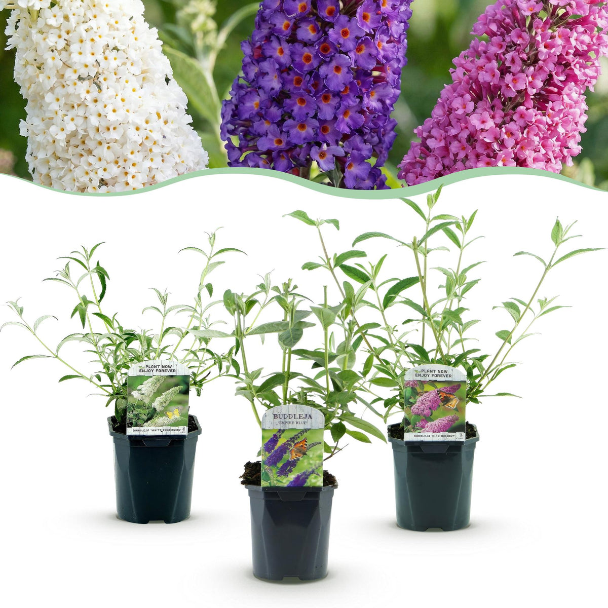 Green boutiQ - Planta de Jardim - Buddleja davidii Tricolour - Arbusto-das-borboletas - Resistente ao Inverno - Azul - Rosa - Branco - 3 Plantas - Vaso 17cm - Altura 45cm