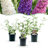 Green boutiQ - Planta de Jardim - Buddleja davidii Tricolour - Arbusto-das-borboletas - Resistente ao Inverno - Azul - Rosa - Branco - 3 Plantas - Vaso 17cm - Altura 45cm