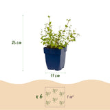 Népéta Grog - H 15-25 cm, pot Ø11 cm