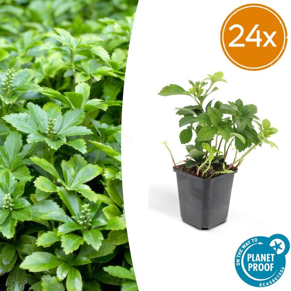 Pachysandre Green Carpet en godet - Pachysandra terminalis - H 10-25 cm, pot Ø9 cm