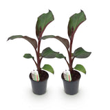 Bananier d'Abyssinie rouge Maurelii - Ensete ventricosum - 2 plants - H 40 cm, pot Ø17 cm