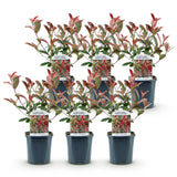La Green Touch - Plantas de Sebes - Photinia fraseri Carre Rouge - verde vermelho - 6 plantas - 1 metro linear - perene - vaso 17cm altura 55cm
