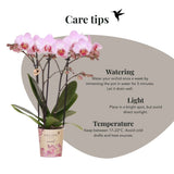 Orchidée Phalaenopsis rose Mineral Antwerpen - H 35 cm, pot Ø9 cm