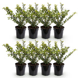 Kit haie Houx japonais Golden Gem - H 20-30 cm, pot Ø9 cm