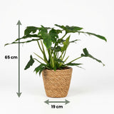 Philodendron Lacerum | Pot 19 cm