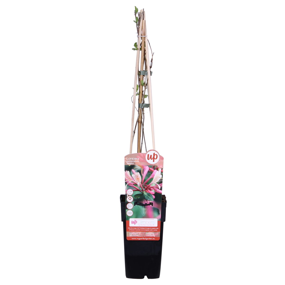 Chèvrefeuille Belgica - Lonicera periclymenum - 4 plants - H 65 cm, pot Ø15 cm