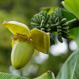 Bananier du Japon - Musa basjoo - 2 plants - H 30 cm, pot Ø12 cm