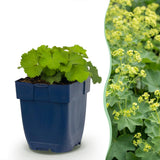 Alchémille - Alchemilla mollis - H 15-25 cm, pot Ø11 cm