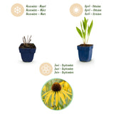 Échinacée jaune - Echinacea paradoxa - H 15-25 cm, pot Ø11 cm - photo 4
