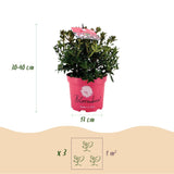 Rhododendron Bloombux magenta - Rhododendron nain - H 30-40 cm, pot Ø17 cm - photo 6
