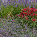 Kit de vivaces parfumées - 24 plants pour 3 m² - H 25 cm, pot Ø11 cm