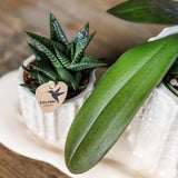 Orchidée Phalaenopsis blanche Mineral Gibraltar et succulente - coffret Oyster