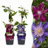 Clématites en duo bleu et rouge - 4 plants
