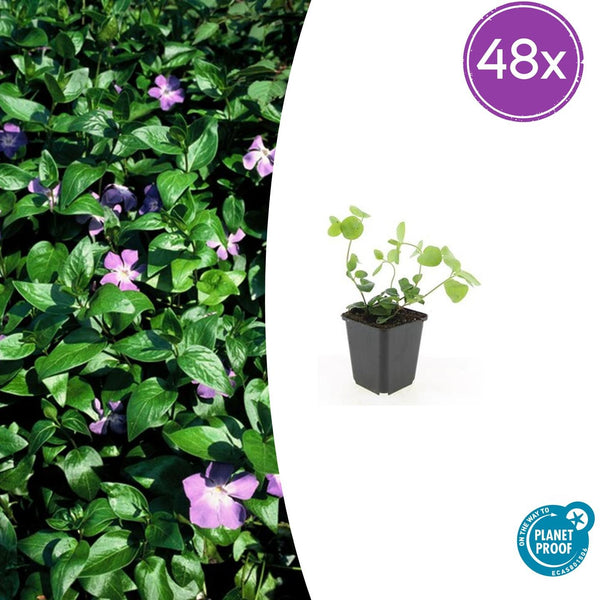 Grande pervenche en godet - Vinca major - H 10-25 cm, pot Ø9 cm