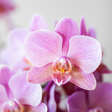Orchidées surprise en mélange - 2 Phalaenopsis différentes - H 35 cm, pot Ø9 cm