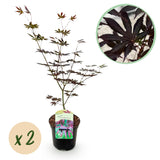 Érables du Japon Trompenburg - 2 plants - H 70 cm, pot Ø19 cm