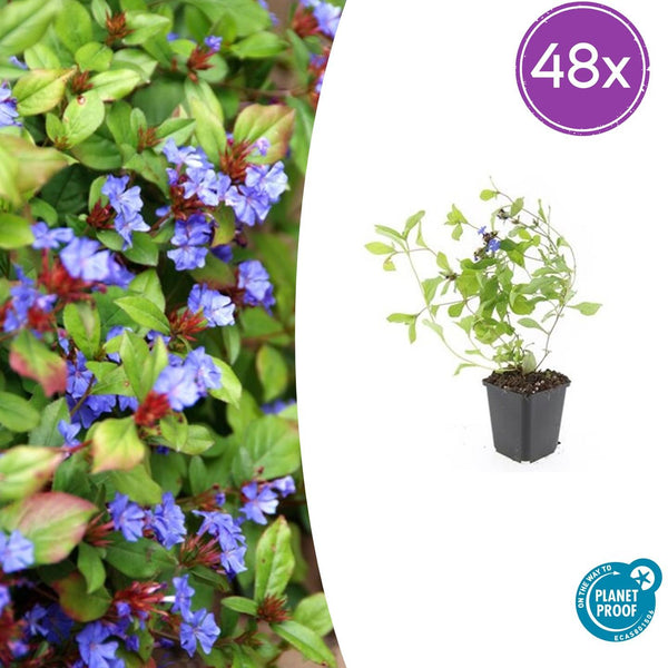 Plumbago rampant en godet - Ceratostigma plumbaginoides - H 10-25 cm, pot Ø9 cm