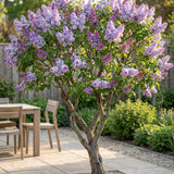 La Green Touch - Planta de Jardim - Syringa vulgaris Michel Buchner - Lilás Comum - Resistente ao Inverno - Rosa - 1 Planta - Vaso 17cm - Altura 45cm