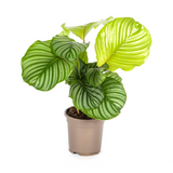 Calathea Orbifolia