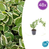 Grande pervenche panachée en godet - Vinca major Variegata - H 10-25 cm, pot Ø9 cm
