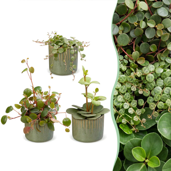Baby Peperomia avec cache-pots Linnea olive - Hope, Pepperspot et prostrata - lot de 3