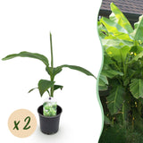 Bananier du Japon - Musa basjoo - 2 plants - H 30 cm, pot Ø12 cm
