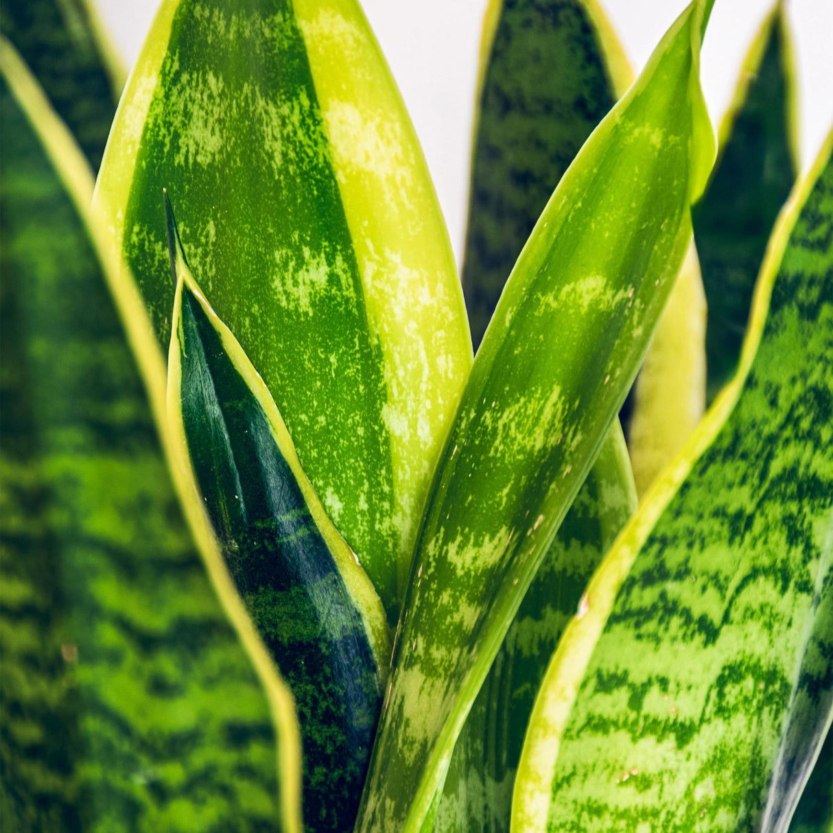 Sansevieria Laurentii – Langue de belle-mère | Grande taille, Pot 21 cm