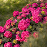 Green boutiQ - Planta de Jardim - Hortênsia Endless Summer Summer Love Red - Hortensia - Resistente ao Inverno - Vermelho - 1 Planta - Vaso 14cm - Altura 20-25cm