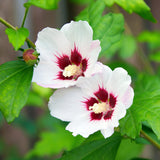 Green boutiQ - Planta de Jardim - Hibiscus syriacus Hamabo - Hibiscus de Jardim - Resistente ao Inverno - Branco - Rosa - 3 Plantas - Vaso 17cm - Altura 45cm