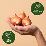 Tulipe Darwin hybride en mélange