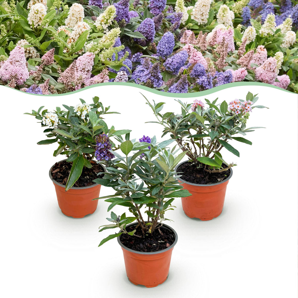 Green boutiQ - Planta de Jardim - Buddleja davidii Butterfly Candy Little Tricolour - Arbusto Borboleta - Compacto - Rosa-Branco-Lilás - 3 Plantas - Vaso 12cm - Altura 20-25cm