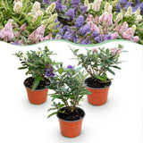 Green boutiQ - Planta de Jardim - Buddleja davidii Butterfly Candy Little Tricolour - Arbusto Borboleta - Compacto - Rosa-Branco-Lilás - 3 Plantas - Vaso 12cm - Altura 20-25cm