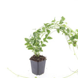 Grande pervenche panachée en godet - Vinca major Variegata - H 10-25 cm, pot Ø9 cm - photo 2
