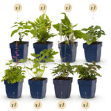 Kit de vivaces pour l'ombre - 24 plants pour 3 m² - H 25 cm, pot Ø11 cm