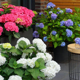 Green boutiQ - Planta de Jardim - Hortênsia Endless Summer Azul - Rosa - Branca - Hortensia - Resistente ao Frio - Azul - Rosa - Branco - 3 Plantas - Vaso 14cm - Altura 20-25cm