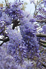 Glycine de Chine Prolific - Wisteria sinensis - H 65 cm, pot Ø15 cm