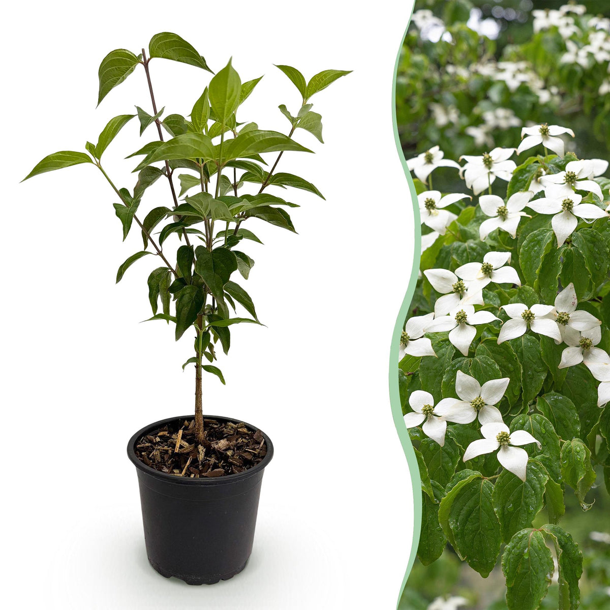 Cornouiller de Chine - H 35 cm, pot Ø12 cm