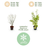 Érable du Japon Summergold - H 90 cm, pot Ø26 cm