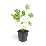 Géranium vivace Rozanne en godet - Geranium Rozanne - H 10-25 cm, pot Ø9 cm - photo 3