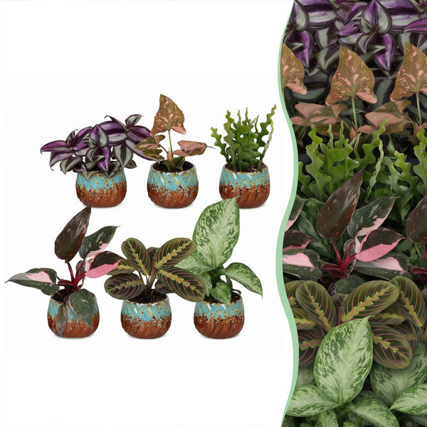 Baby plantes surprise avec cache-pots cuivre - lot de 3 à 12 mini plantes tropicales - pot Ø6 cm - photo 8