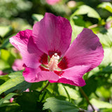 La Green Touch - Planta de Jardim - Hibiscus syriacus Woodbridge - Hibiscus Resistente ao Frio - Rosa - 3 Plantas - Vaso 17cm - Altura 45cm