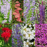 Kit de vivaces parfumées - 24 plants pour 3 m² - H 25 cm, pot Ø11 cm